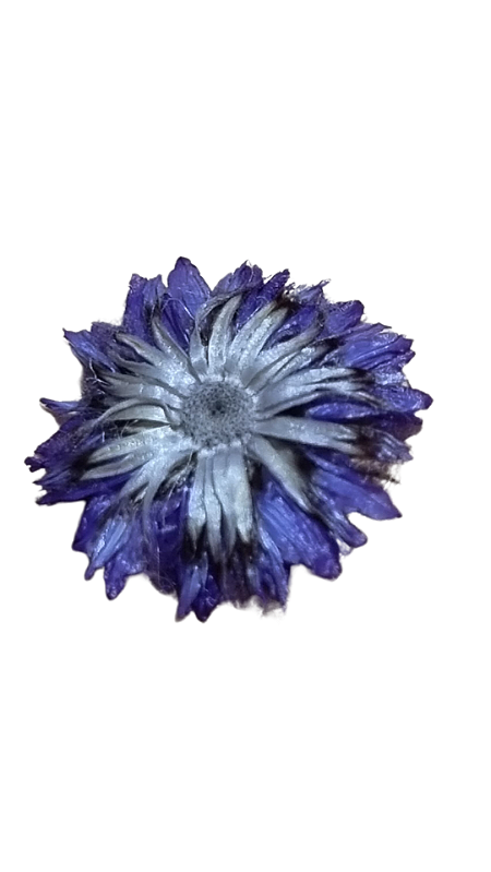 Estojo de Flores Secas Cores Variadas 12 Cápsulas Premium - Imagem 4