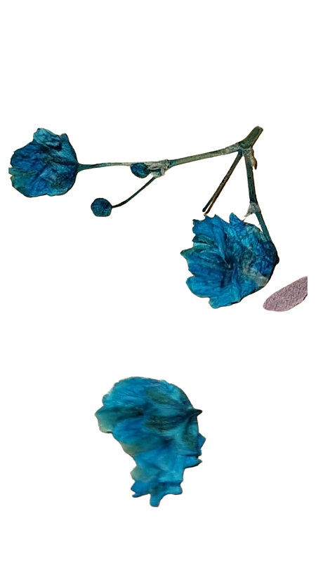Estojo de Flores Secas Cores Variadas 12 Cápsulas Premium - Imagem 5