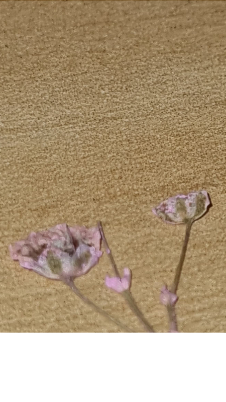 Estojo de Flores Secas Cores Variadas 12 Cápsulas Premium - Imagem 6
